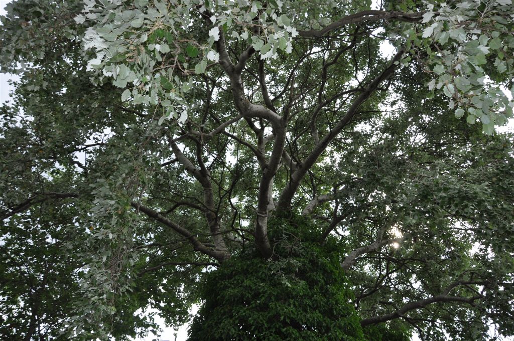 Populus nigra / Pioppo nero